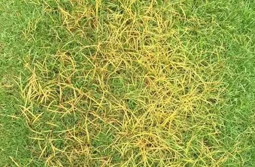 大庆地区草坪杂草种类及危害情况调查